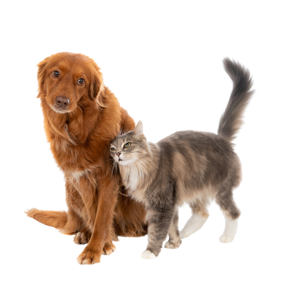 Pet Accessories